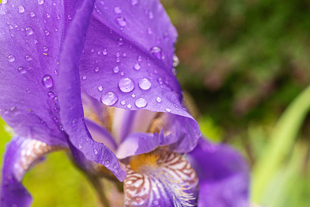 istock Close-up of purple iris with dew drops in a garden setting 2221746082