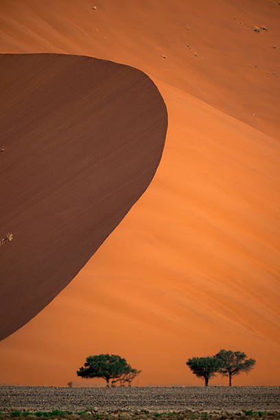 Captivate your audience with this mesmerizing close-up of a towering sand dune crest, featuring a sharp division between deep shadowed darkness and warm golden illuminated sand, creating a stunning play of light and texture against a clear blue sky. This abstract natural formation evokes mystery and serenity, perfect for adventure themes, environmental designs, travel promotions, meditative visuals, or artistic projects highlighting the beauty of desert landscapes and dynamic lighting!