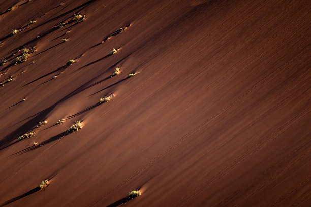 Small bush growing on the sand dune edge