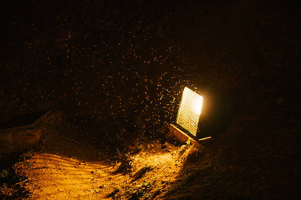 Mosquitoes by a lamp at night