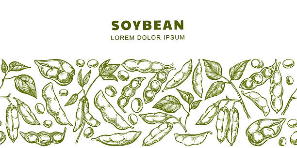 Soybean horizontal seamless background. Hand drawn sketch vector illustration of soybeans, pods, and seeds on green plant. Perfect for organic, vegetarian food packaging, print, natural product labels