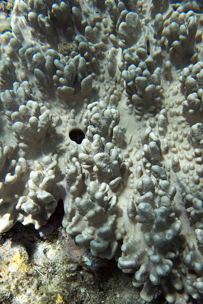 istock A view of coral reef 2221749276