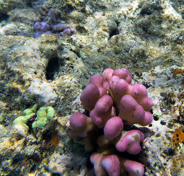 A view of coral reef in New Caledonia