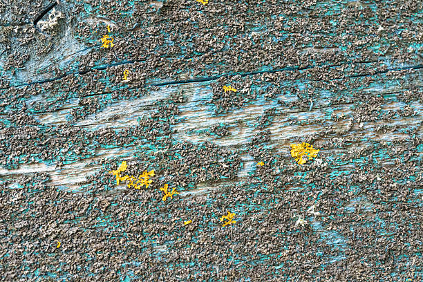 Weathered wooden surface with peeling paint and yellow lichen textures.