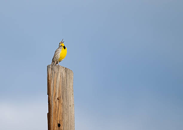 In the light of early morning, a Western Meadowlark perches on a post, singing its distinctive song. Its bright yellow breast, marked with a bold black throat patch, glows in the light.