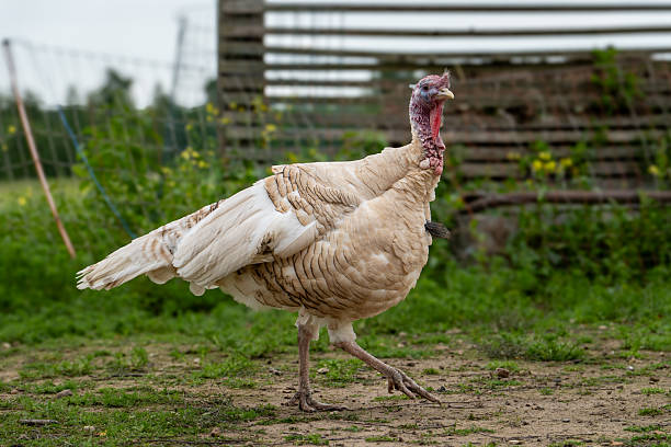 istock White Free-Range Turkey Walking on Rural Farm with Fence and Grass  High-Resolution Poultry Stock Photo 2221751973