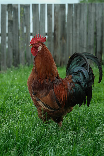 istock A regal Rhode Island Red rooster surveys its grassy farmyard domain. 2221752979