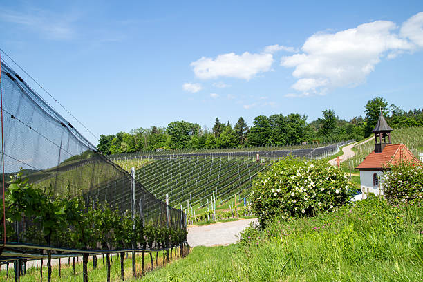 Vineyards in spring with hail and insect protection