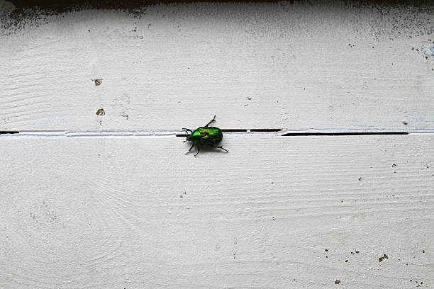 ‎A red-brown beetle with a massive body, it belongs to the Coleoptera species. Very loud when flying.