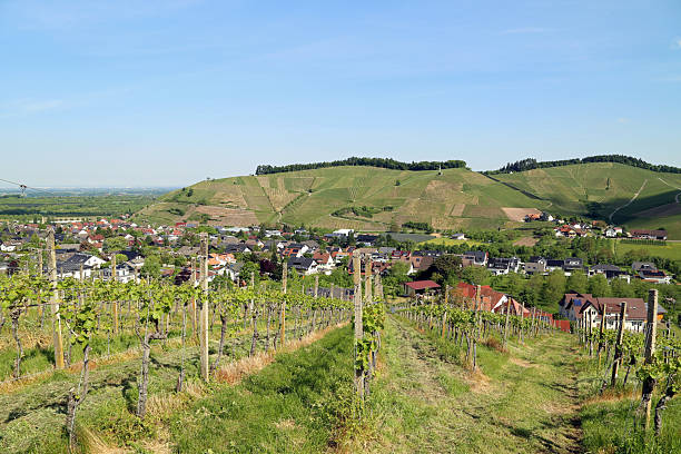 istock Vineyards in spring in Durbach, Germany 2221758546