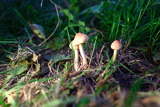 istock meadow honey mushrooms in the setting sun 2221758924