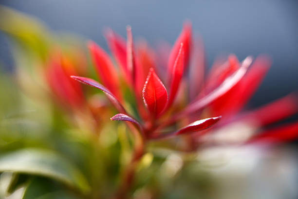 Red leaves of shrub seen in Washington State - Stock image