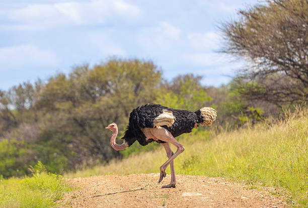 istock Ostrich on a Dirt Path, Tanzania 2221760063