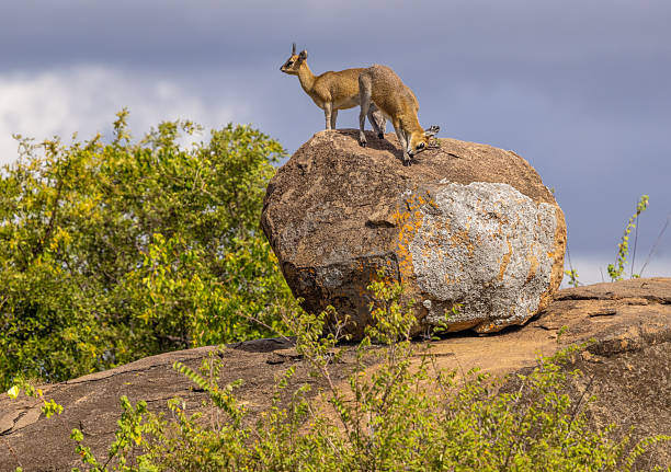 istock Klipspringers on Rocky Outcrop, Tanzania 2221760082
