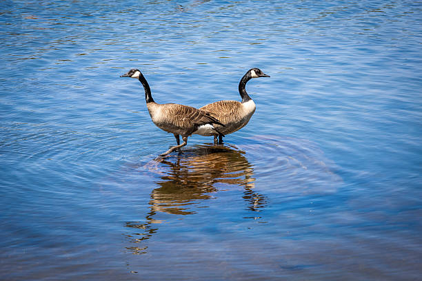 istock Canada Geese on Solitaire Lake 3 2221761193