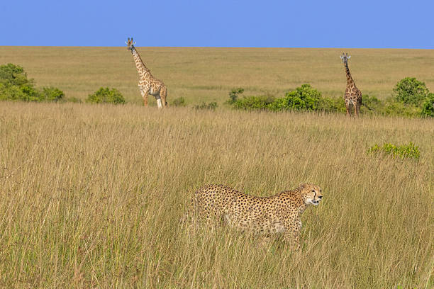 Cheetahs in the African savannah. Africa, Tanzania, Serengeti National Park.
