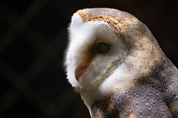 istock Close up portrait of Barn Owl (Tyto furcata) 2221763764