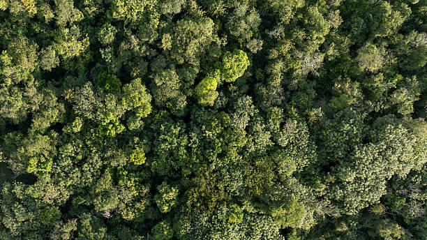 istock aerial view top view of preserved forest 2221767210