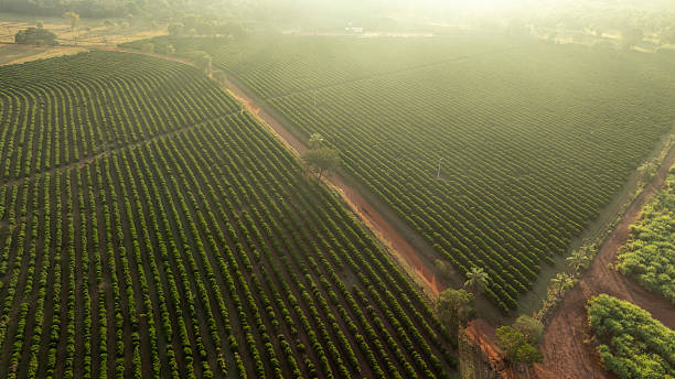 istock coffee plantation with sunlight at dawn 2221767214