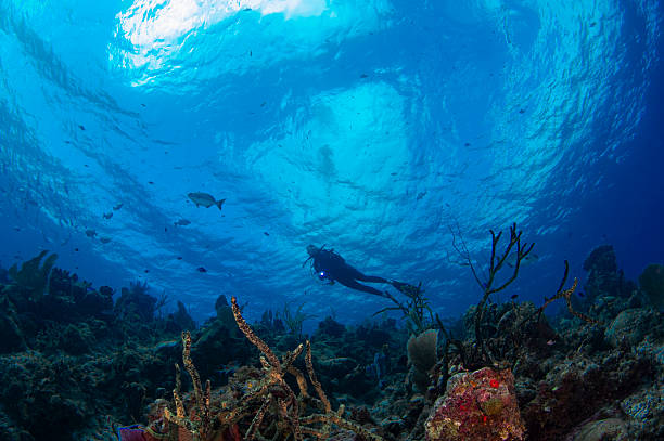 a diver and a sunken plane on the island of Aruba