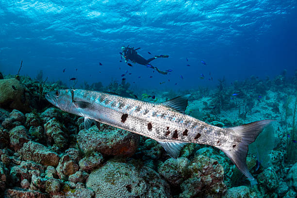 The Great barracuda (Sphyraena barracuda) and a female diver on Little Cayman - Cayman Islands
