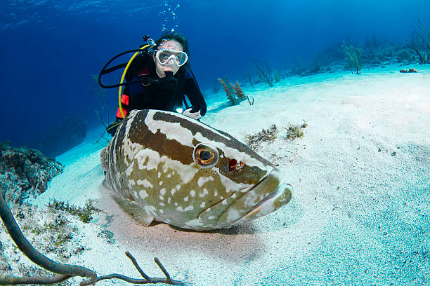 istock The Nassau grouper (Epinephelus striatus) and a female diver 2221767759