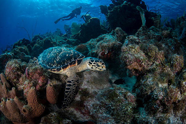 The hawksbill sea turtle (Eretmochelys imbricata) and a female diver on Little Cayman - Cayman Islands