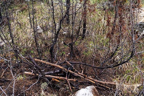 A scene of charred branches and underbrush in a natural forest environment, showcasing the aftermath of a fire amidst greenery and rocks.