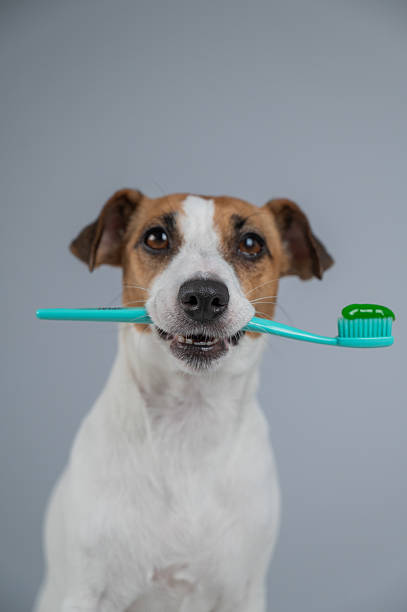 istock Playful Dog Holding a Toothbrush in Its Mouth. 2221776367
