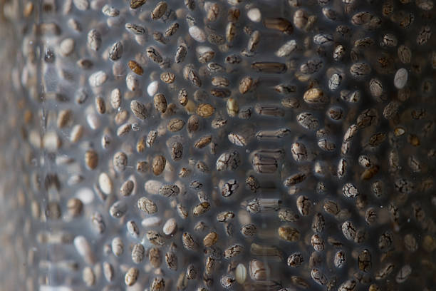 Close up of Chia Seeds soaked in warm water.