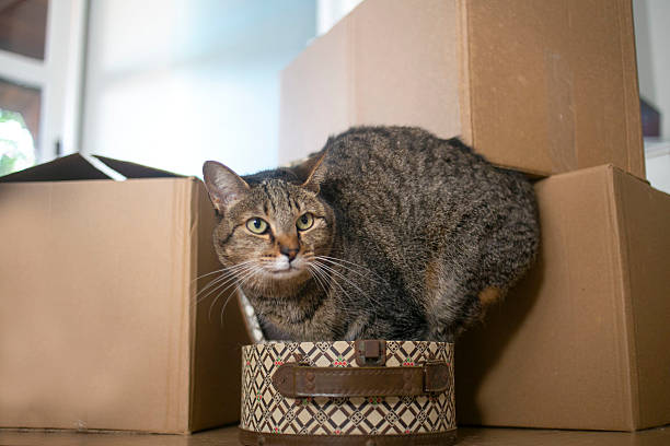 istock Scared and suspicious cat about moving out 2221781405