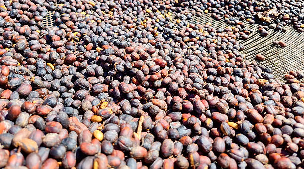 istock Panama, Boquete, coffee beans drying 2221784826