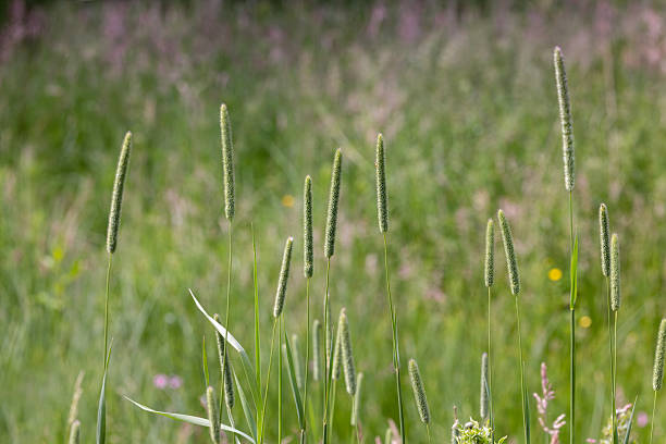 istock Timothy Grass Flower Heads in a Summer Meadow 2221785862