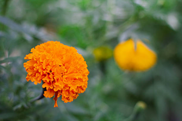istock Vibrant Marigold Flower Close-Up 2221786212