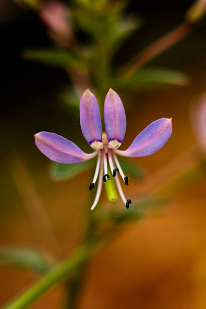 istock Bright purple purslane flowers 2221788282