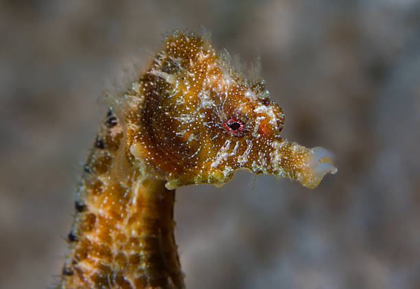 istock Seahorse from the Mediterranean Sea 2221789818