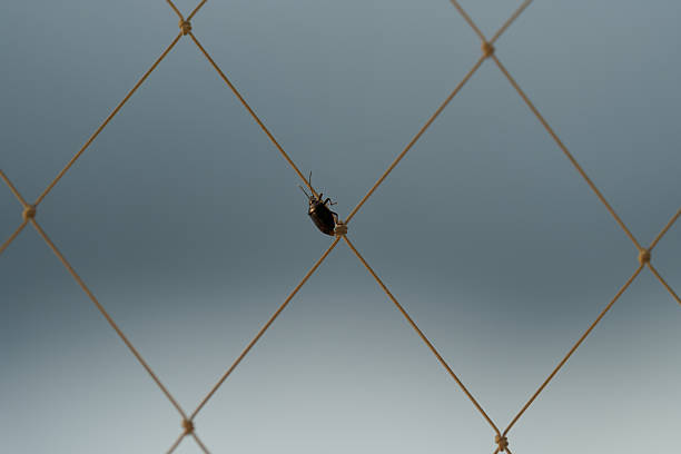 A small dark beetle climbs vertically along a window mesh, captured in a minimalist style with a soft blue background. The image conveys themes of perseverance, determination, simplicity in nature and its fragility and adaptation in an urban environment