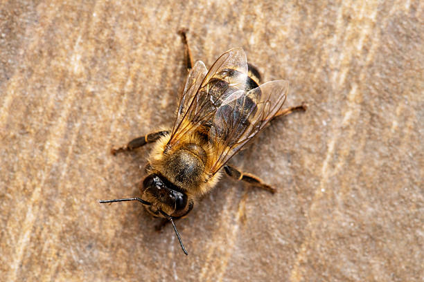 istock Close-Up View of a Honey Bee on Rock Surface 2221794251