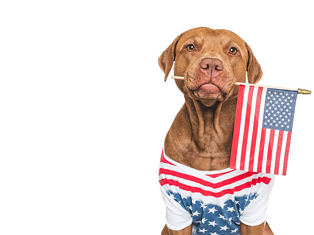 istock Cute dog, collar and American Flag. Studio shot 2221794501