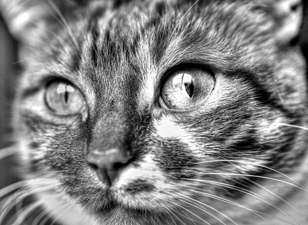 Funny cat face in black and white close up view