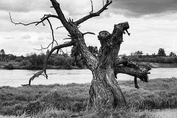 An old tree with a pronounced bark texture, a dry willow on the riverbank