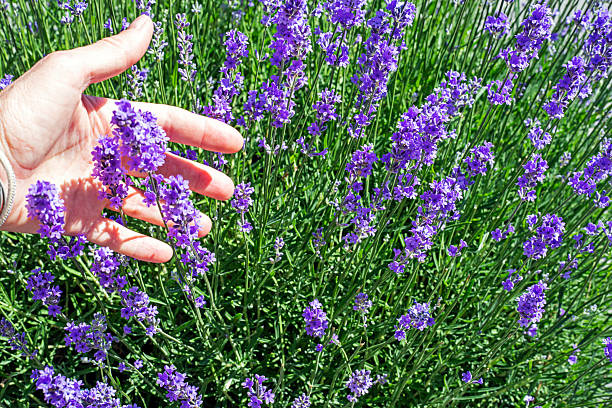 istock lavender field touching with handblooming lavender illuminated by the sun 2221797712