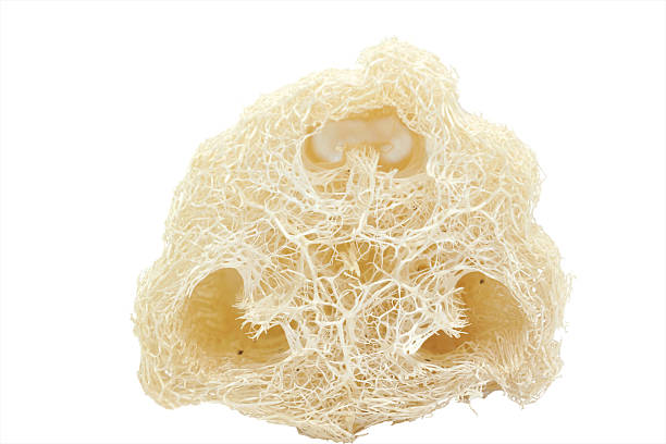 istock Dried loofah sponge with natural fibrous texture 2221800234