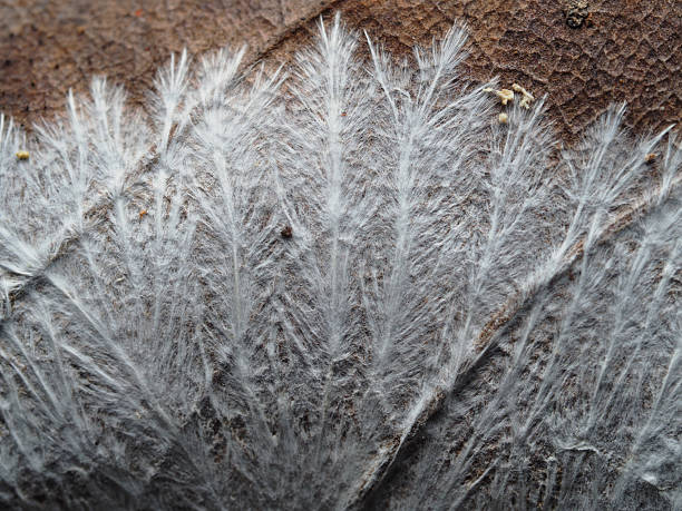 istock Close up Fungus from Tropical Rainforest. 2221800384