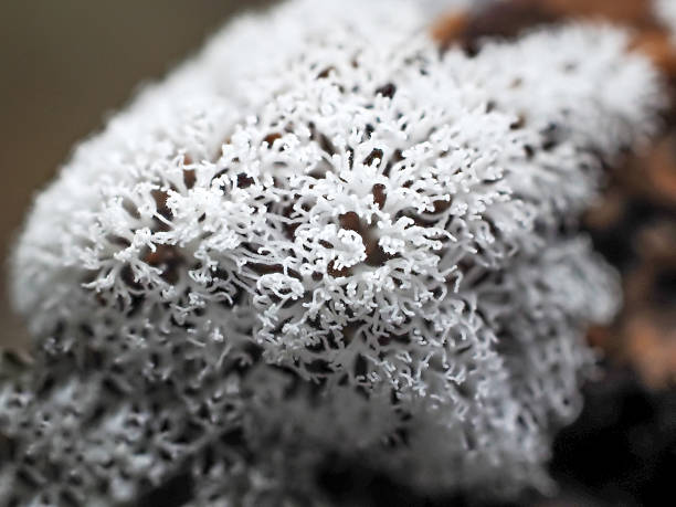 istock Close up Fungus from Tropical Rainforest. 2221800442