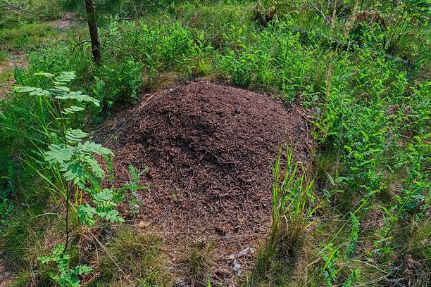 istock Large Forest Anthill at Tree Base. Busy Ant Colony Nest in the Forest. 2221802190