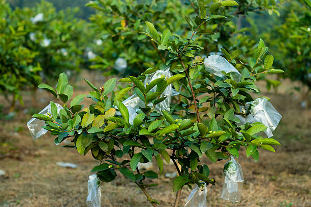 istock A guava plant teeming with lush green leaves and developing fruits 2221802440