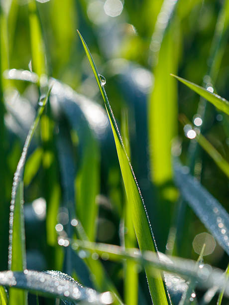 istock Dew drops on green grass in nature. 2221802734