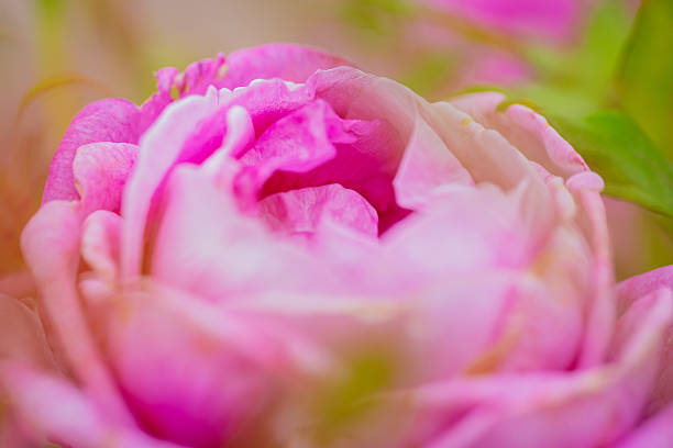 istock Pink colored rose flowers in bloom, May 2024 2221803471