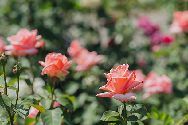 Beautiful pink roses blooming in a sunny garden during springtime